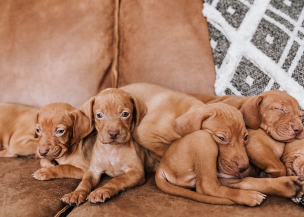 #32. Vizsla